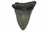 Bargain, Fossil Megalodon Tooth - North Carolina #338572-1